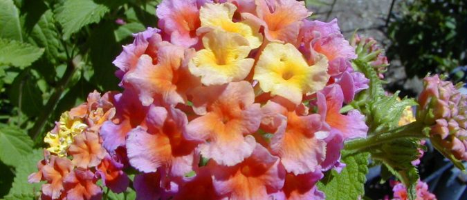 Lantana