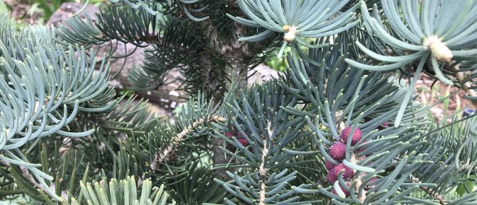 Concolor Fir, Abies concolor