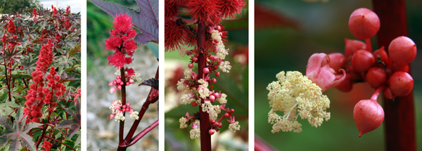 The small male fl owers are produced below the more conspicuous terminal female flowers.