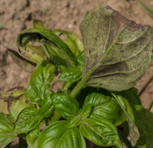 basil downy mildew