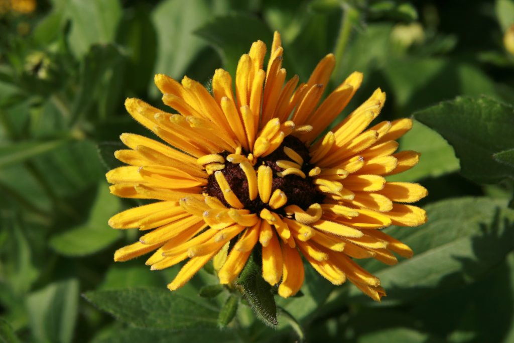 Rudbeckia flower with distorted growth.