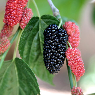 Climate-Related Resources for Wisconsin Fruit Growers